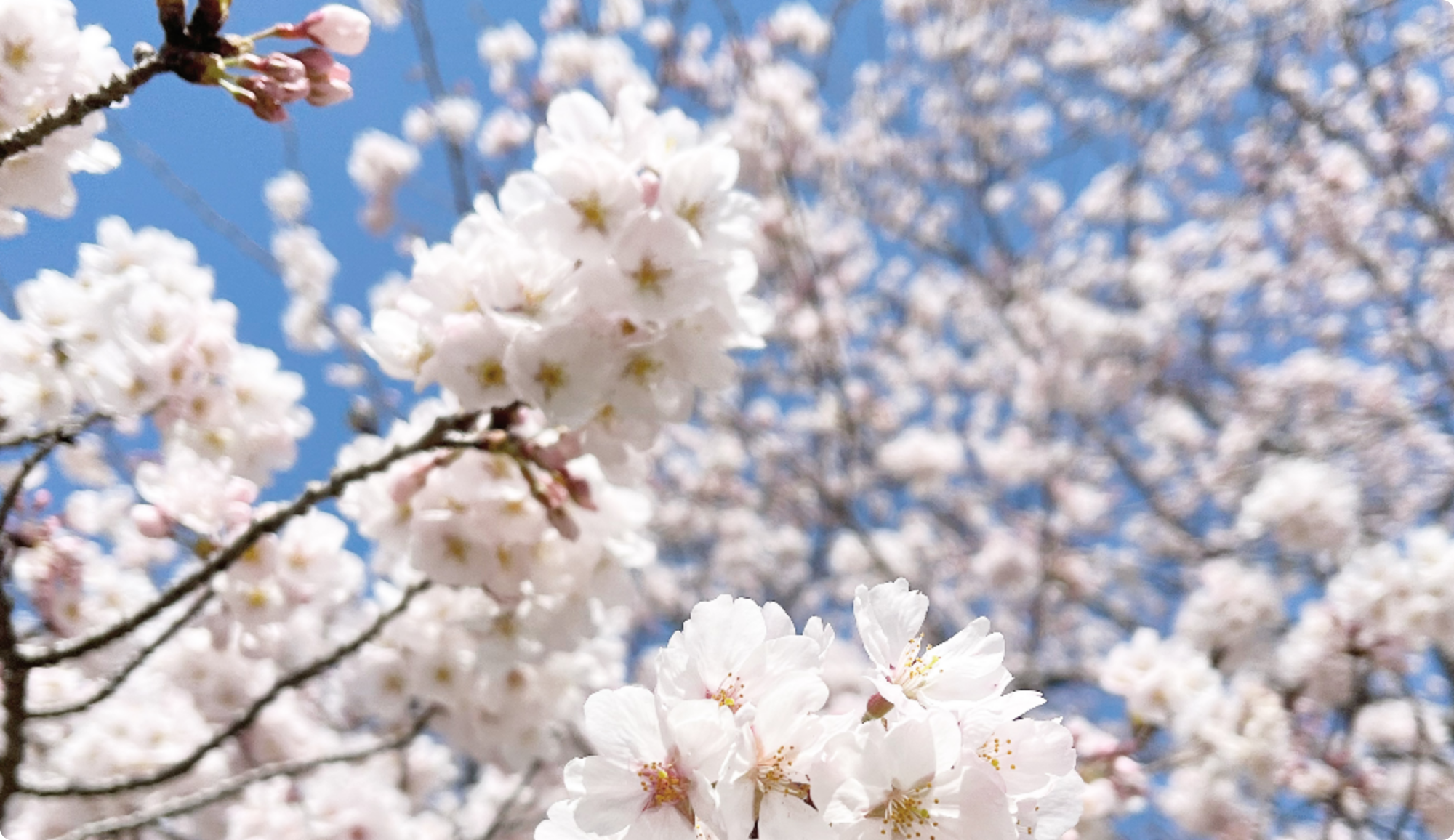 n_栗真桜.png