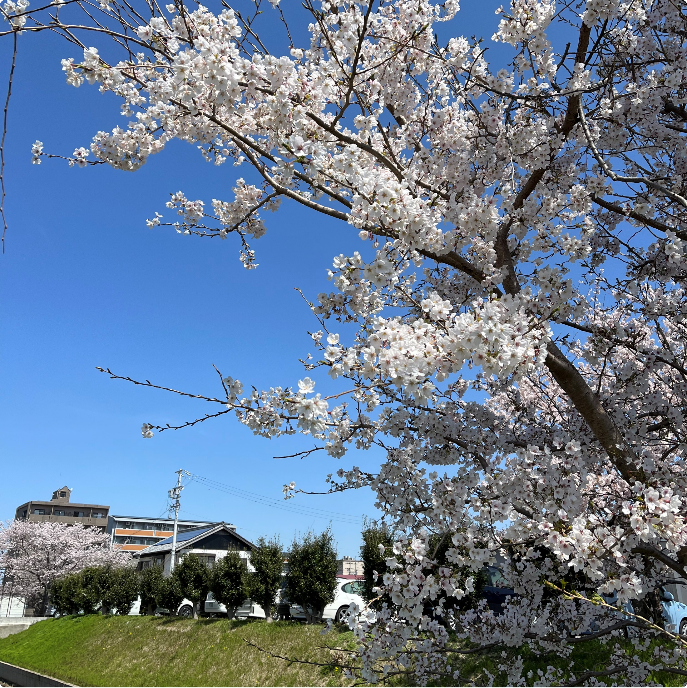 sakura